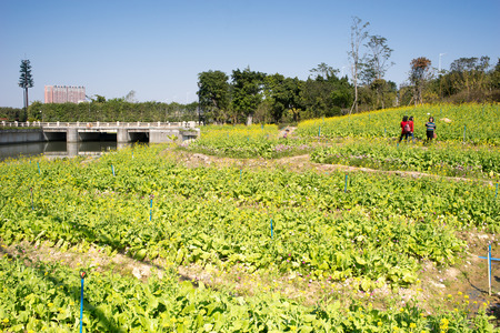 Guangzhou, China-February. 8, 2016: Travelers in the field. Citizens go to rural park to enjoy the nature environment and fresh air.のeditorial素材