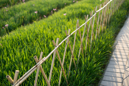 bamboo fenceの写真素材