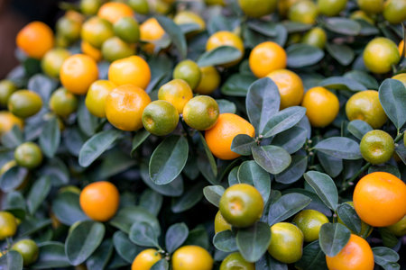 small orange
