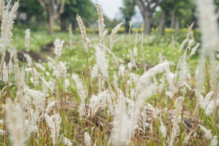 reeds backgroundの写真素材