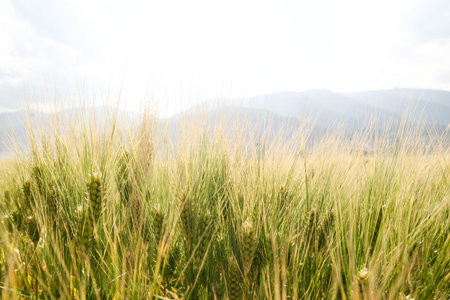 wheat