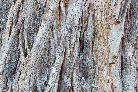 tree bark close up background.の写真素材