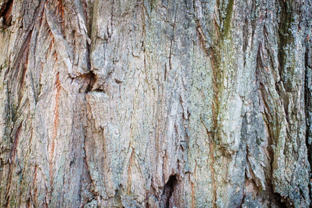 tree bark close up background.の写真素材