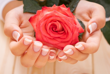 French manicure and red roseの写真素材