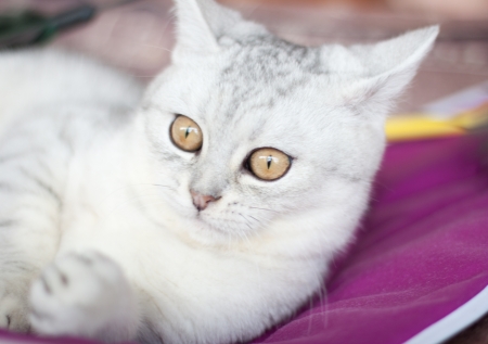 Portrait of a beautiful cat の写真素材