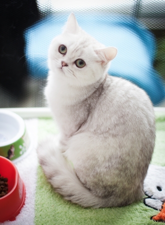 Portrait of a cute white cat の写真素材