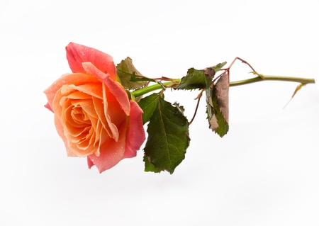 beautiful bouquet of flowersの写真素材