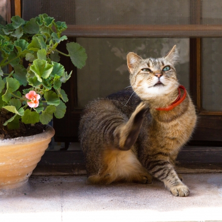 Portrait of a beautiful cat の写真素材