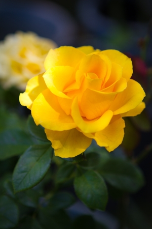 Beautiful bouquet of yellow rosesの写真素材
