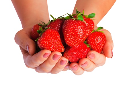beautiful strawberry in female handsの写真素材