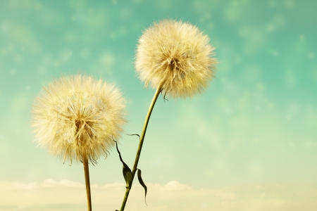 Abstract dandelion flower background, extreme close up with soft focus, beautiful nature detailsの写真素材