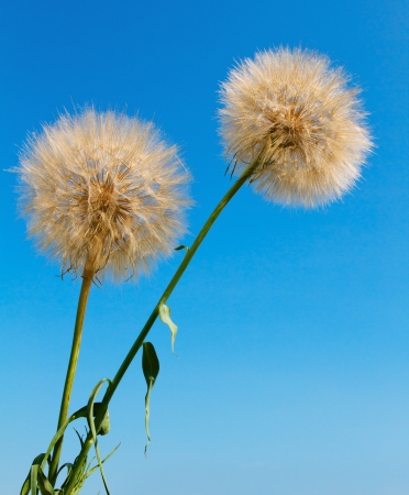 Abstract dandelion flower background, extreme close up with soft focus, beautiful nature detailsの写真素材