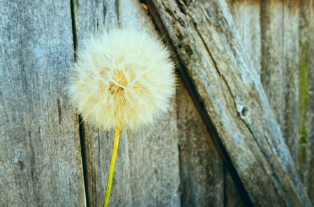 Abstract dandelion flower background, extreme close up with soft focus, beautiful nature detailsの写真素材