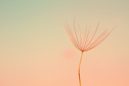 Abstract dandelion flower background, extreme close up with soft focus, beautiful nature detailsの写真素材