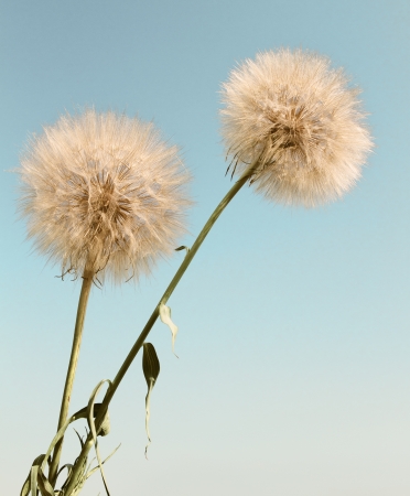 Abstract dandelion flower background, extreme close up with soft focus, beautiful nature detailsの写真素材