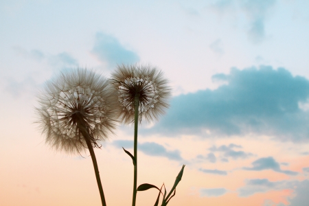 Abstract dandelion flower background, extreme close up with soft focus, beautiful nature detailsの写真素材