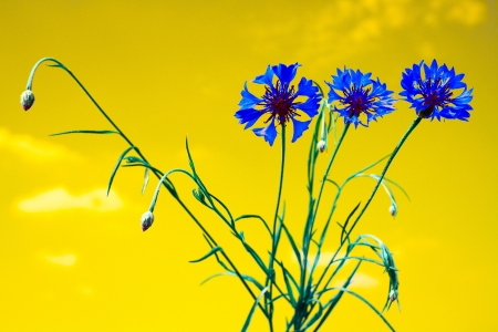 beautiful background with flowers wallpaperの写真素材