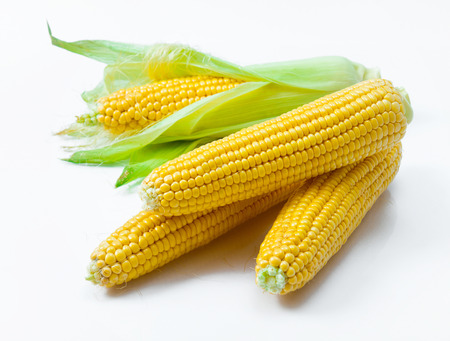 ear of corn closeup isolated on  white の写真素材