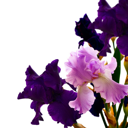 Iris flower isolated. Beautiful flower with water drops. Selective focus. Border with copy spaceの写真素材