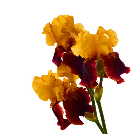 Iris flower isolated. Beautiful flower with water drops. Selective focus. Border with copy spaceの写真素材