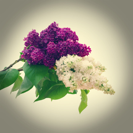 Flowers white and purple lilac spring flower. の写真素材
