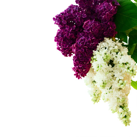 Flowers white and purple lilac spring flower. の写真素材