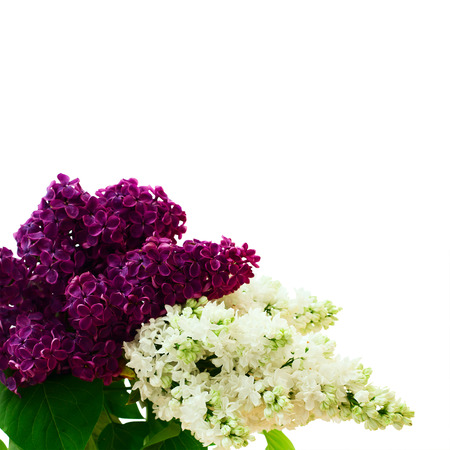 Flowers white and purple lilac spring flower. の写真素材