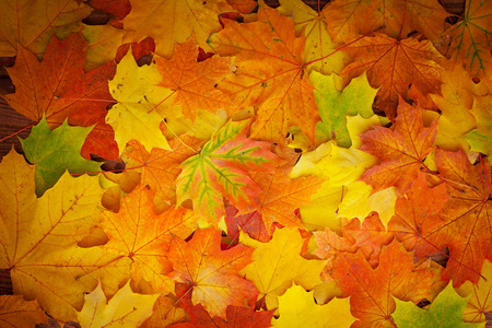 Autumn leaves on wooden table. Autumn is coming, enjoy the seasonの写真素材