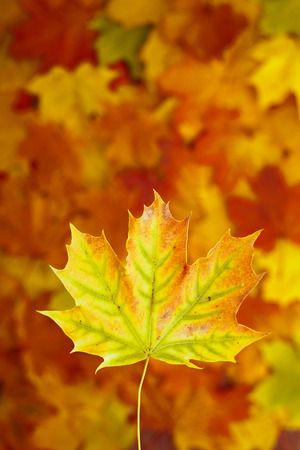 Autumn leaves on wooden table. Autumn is coming, enjoy the seasonの写真素材