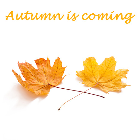 Autumn leaves isolated. Beautiful orange and red leaves on white background taken in studio.の写真素材
