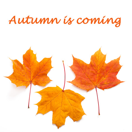 Autumn leaves isolated. Beautiful orange and red leaves on white background taken in studio.の写真素材