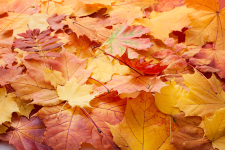 Autumn leaves on wooden table. Autumn is coming, enjoy seasonの写真素材
