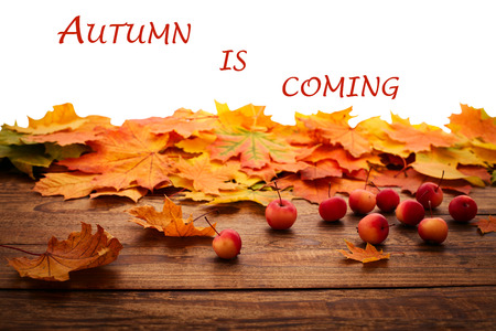 Autumn leaves on wooden table. Autumn is coming, enjoy the seasonの写真素材