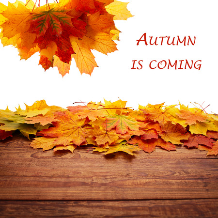 Autumn leaves on wooden table. Autumn is coming, enjoy the seasonの写真素材