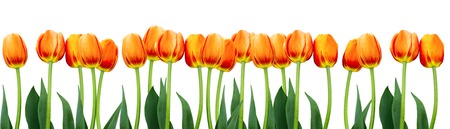 Group of flowers pink tulips on white background. Panorama. Spring landscapeの写真素材