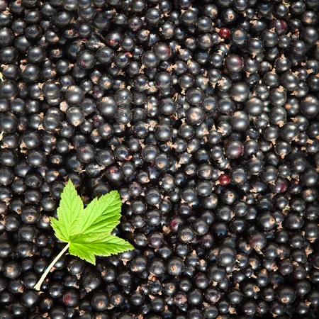 Summer berries. Currant closeup as background, green leafの写真素材