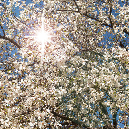Spring. Magnolia tree in bloom on sunny day in parkの写真素材
