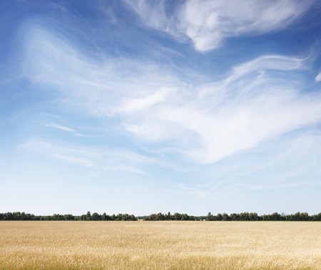 golden wheat field and sunny dayの写真素材