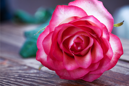 Pink rose on wooden table. Selective focus.の写真素材