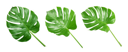 Tropical green leaves on white backgroundの写真素材