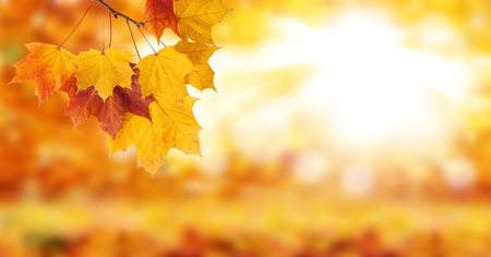 Autumn background product montage display.の写真素材