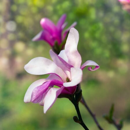 Blossoming of pink magnolia flowers in spring time, floralの写真素材