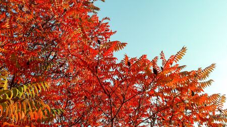 Red, orange and yellow leaves on the trees in the forest. Autumn in the park landscape.の写真素材