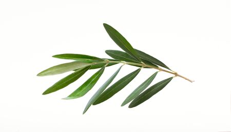 Fresh olive branch leaves isolated on white backgroundの写真素材