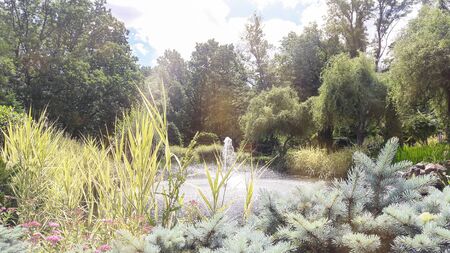 Multi-colored autumn flowers, colorful trees in the forest. Autumn in the garden landscape.の写真素材