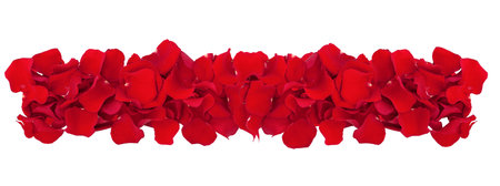 Rose petals isolated.の写真素材