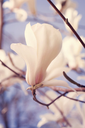 Beautiful blooming magnolia flower bouquet.の写真素材