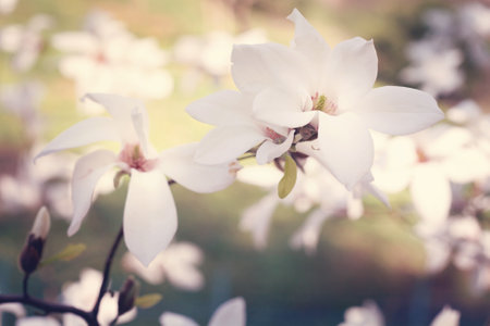 Beautiful blooming magnolia flower bouquet.の写真素材