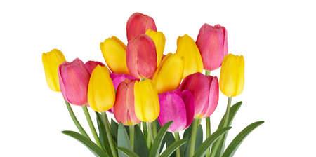 Different beautiful tulips isolated on white.の写真素材