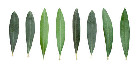 Fresh olive branch leaves isolated on white backgroundの写真素材